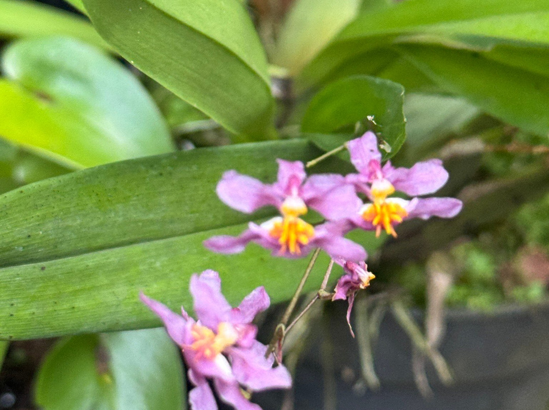 Museo De La Orquídea-科特佩必去景点