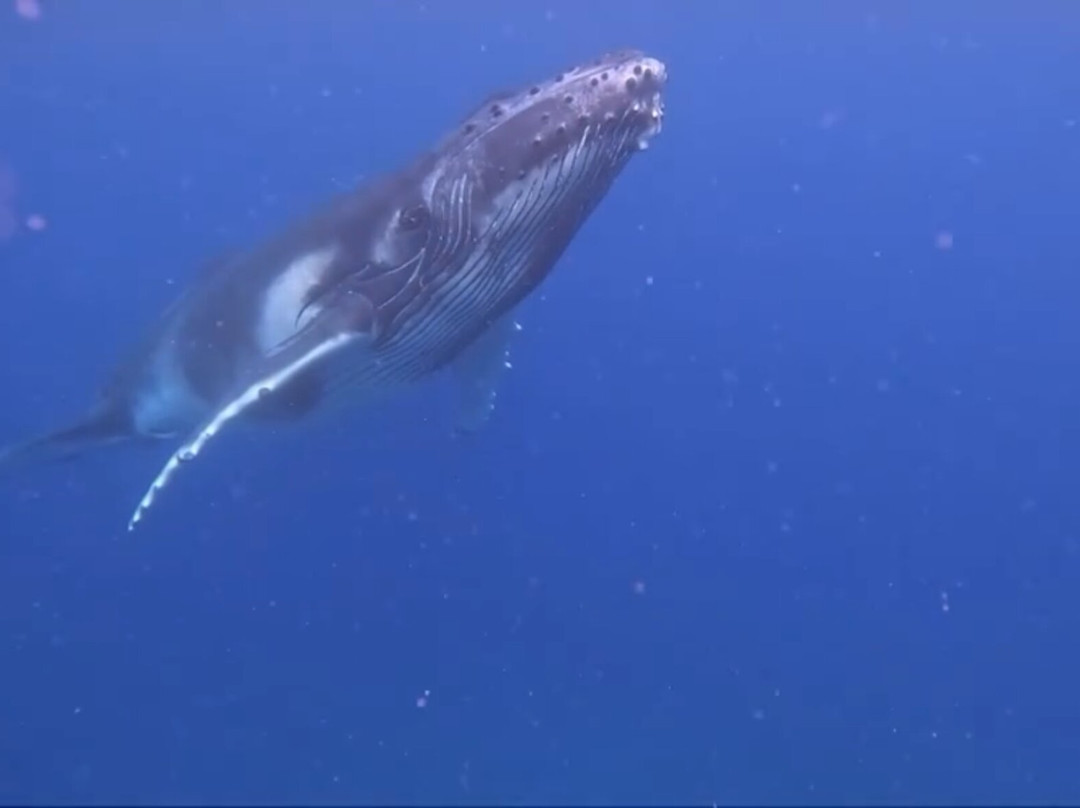Moorea Ocean Adventures-莫雷阿岛必去景点