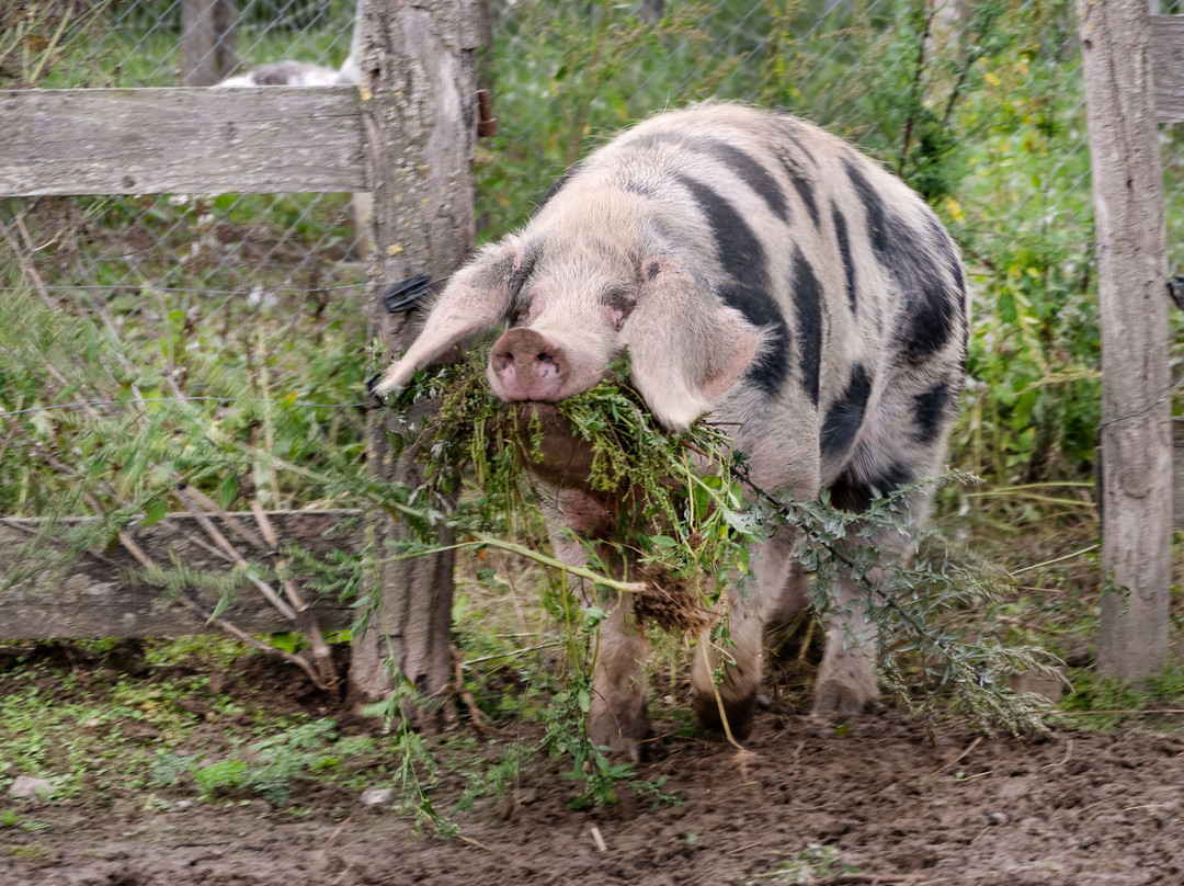 La Chevre Rit-格兰维尔必去景点