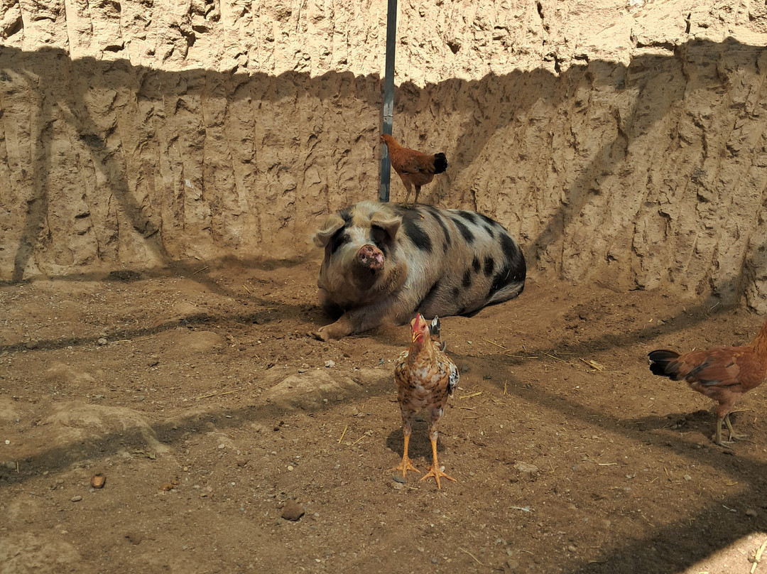 Tenerife Animal Sanctuary-圣克鲁斯-德特内里费必去景点