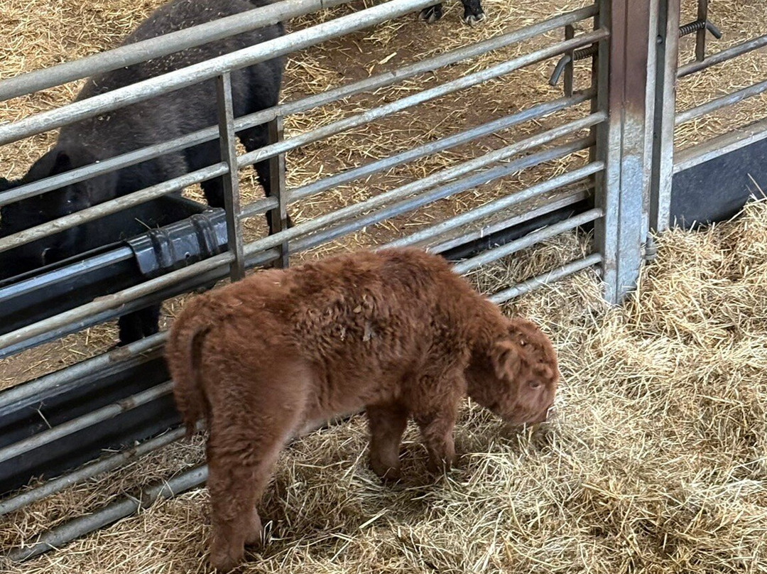 Cannon Hall Farm-Cawthorne必去景点