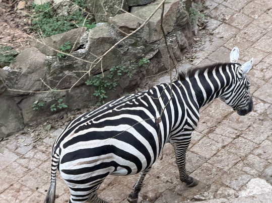 杭州动物园-杭州市必去景点
