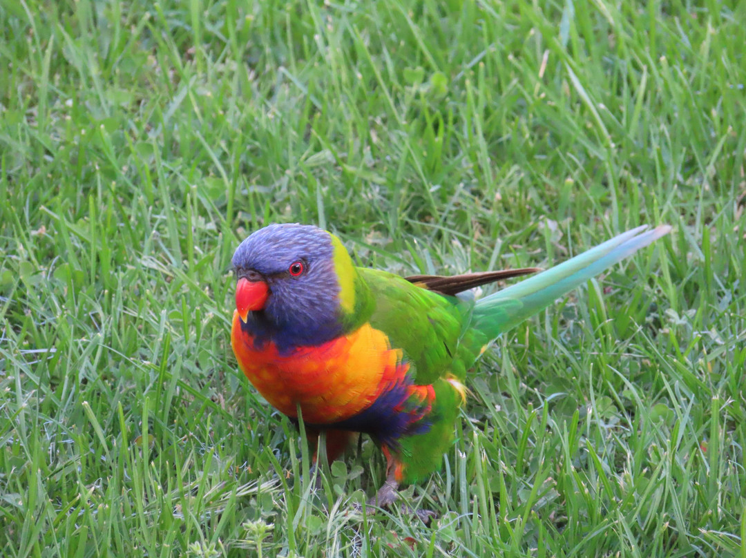 Edgewater Terraces at Metung主图
