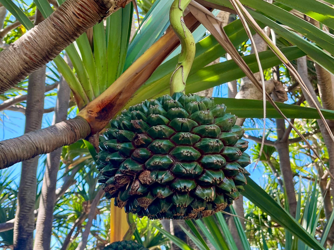 Domaine Du Cafe Grille-留尼旺圣皮耶必去景点