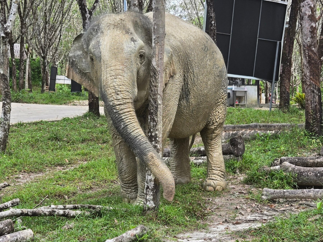 Khaolak Ethical Elephant Sanctuary-拉克山必去景点