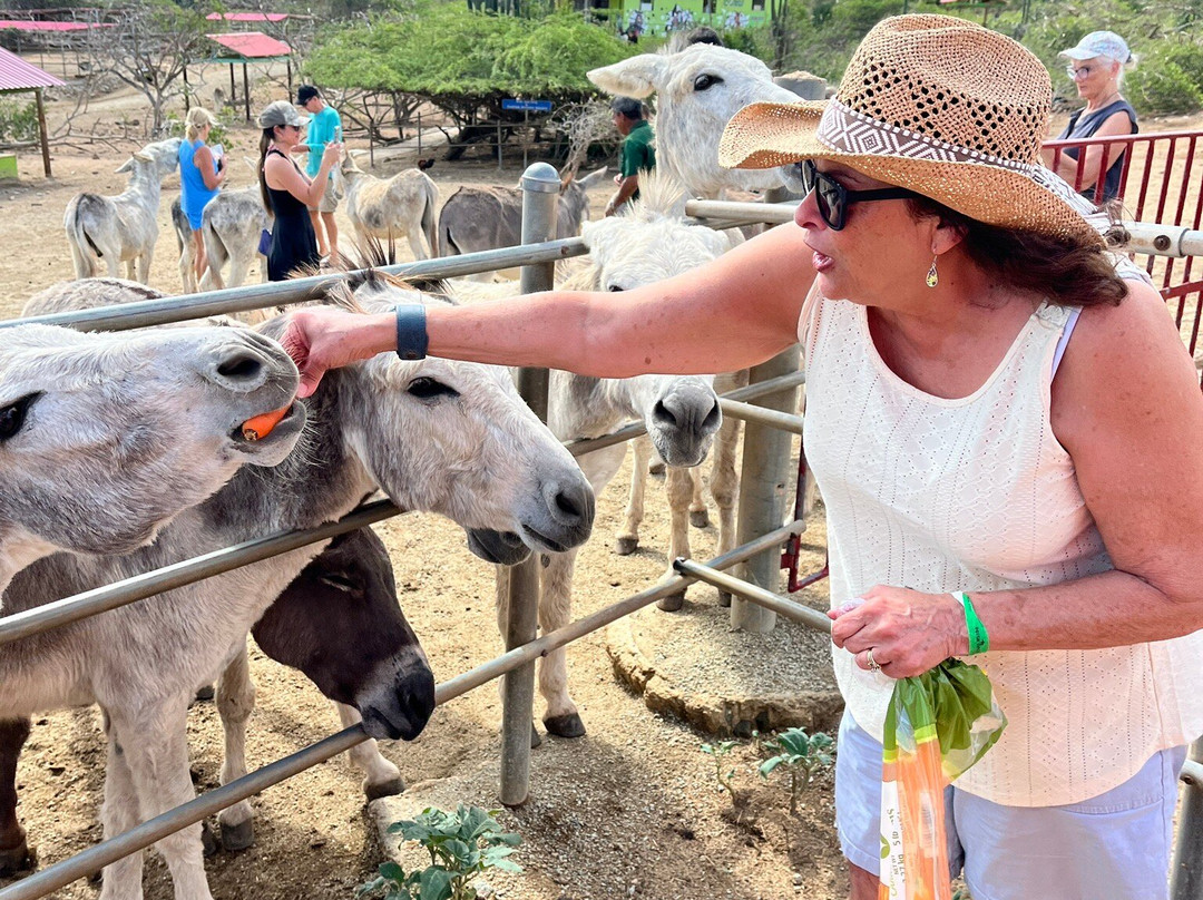 Donkey Sanctuary Aruba-Santa Cruz必去景点
