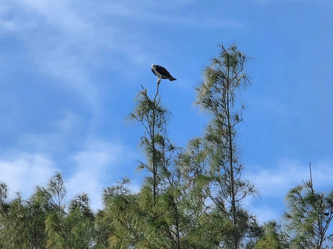 FAU Harbor Branch Oceanographic Institute-匹尔斯堡必去景点