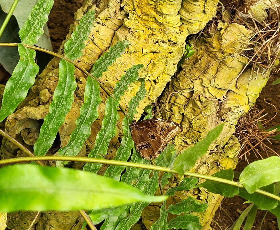 贝纳尔马德纳蝴蝶公园-班纳玛德纳必去景点