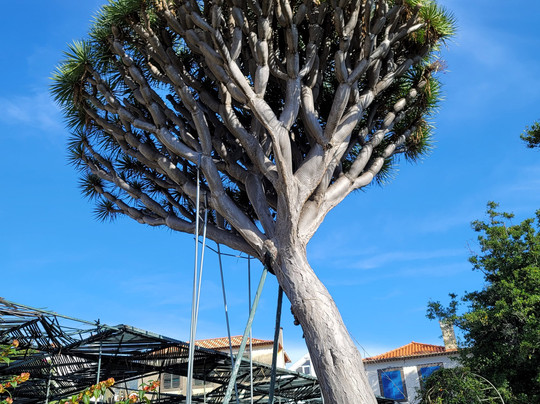 Free Walking Tours Funchal-沙尔必去景点