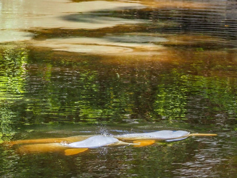 Dracaena Explorations-基多必去景点