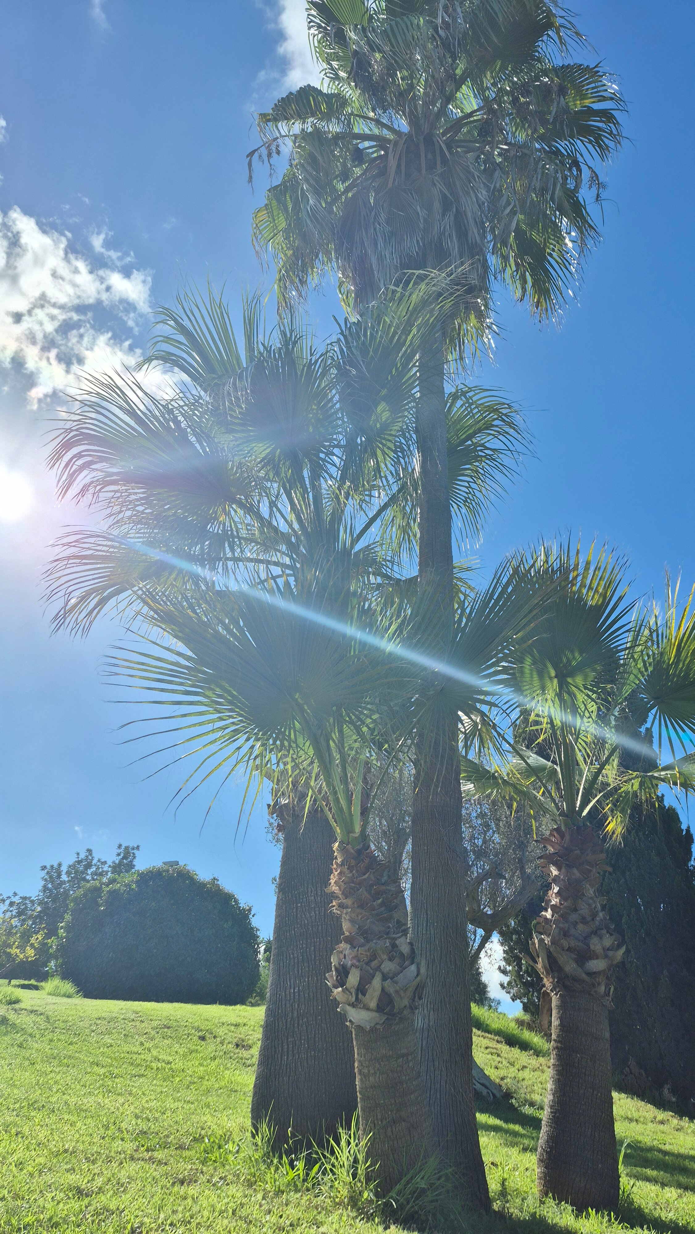 Hotel Es Figueral Nou-官方