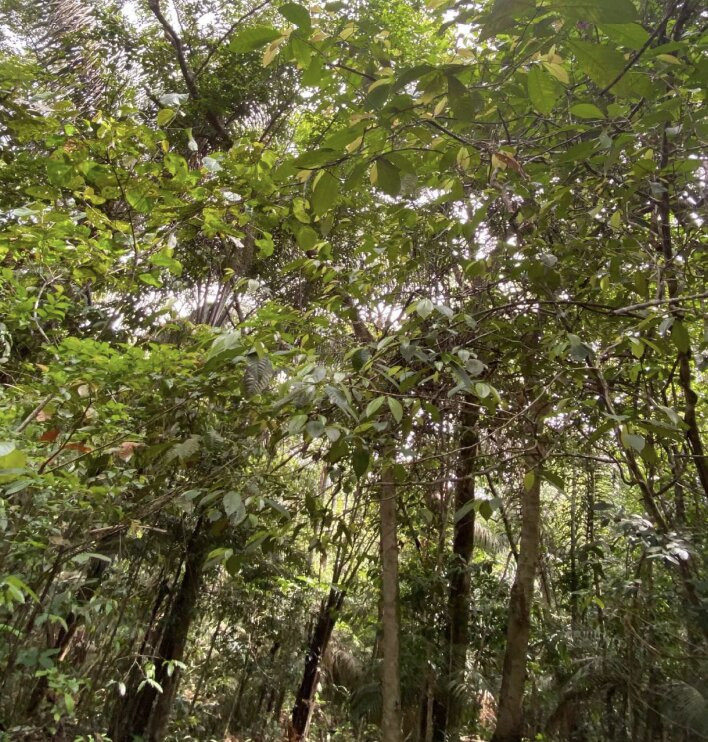 Praia do Tupe-玛瑙斯必去景点