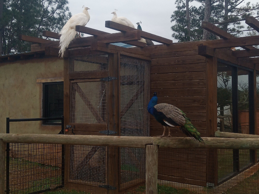 Wild Animal Safari-Pine Mountain必去景点