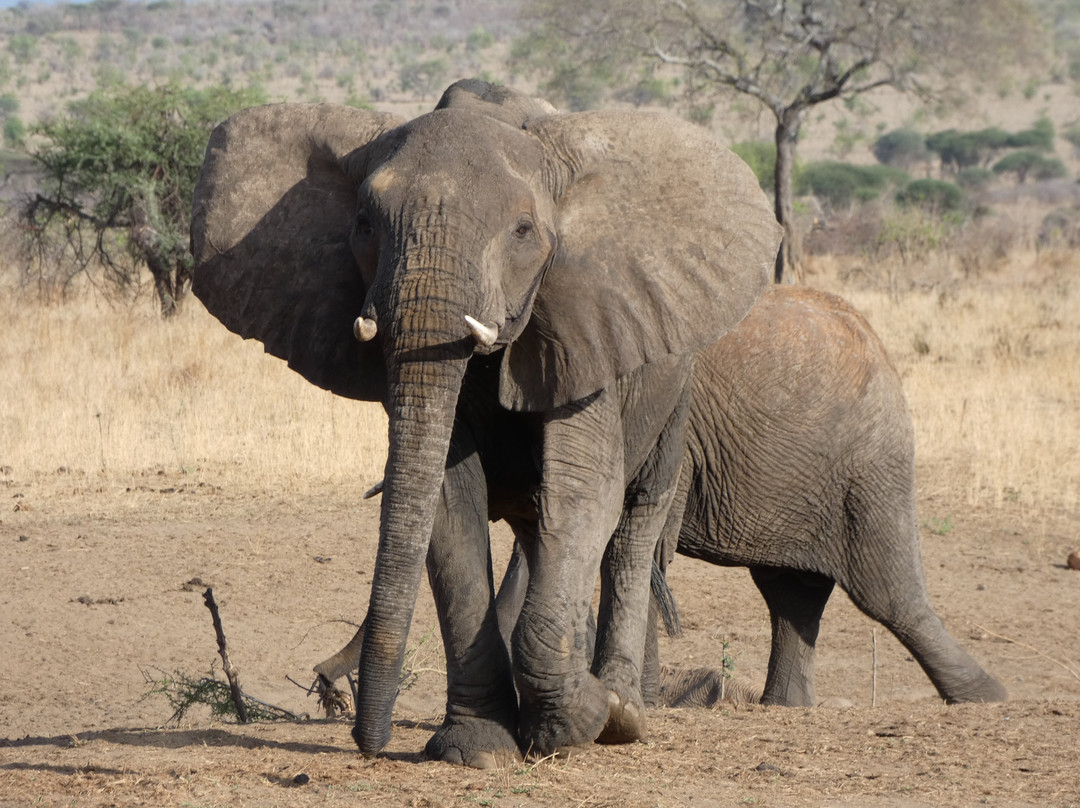 Ajabu Adventures Ltd - Day Tours-阿鲁沙必去景点