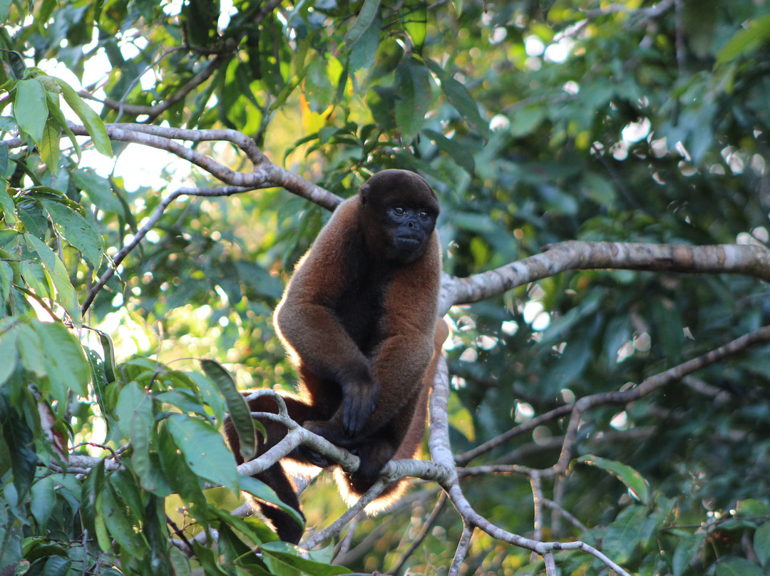 Amazon Discovery-伊基托斯必去景点