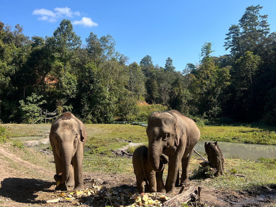 Blue Daily Elephant Care Sanctuary-清迈必去景点