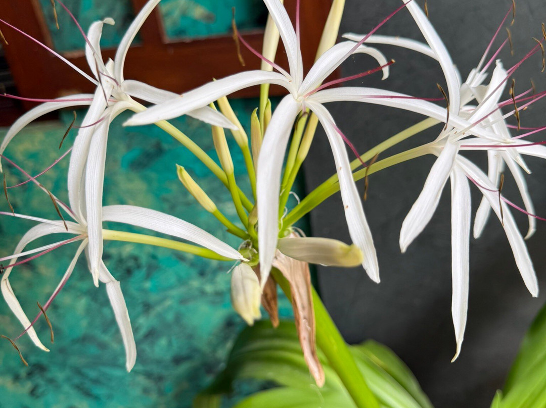 Ayurveda Mountain Villa主图