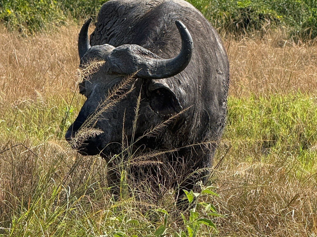 Mamaland Safaris-坎帕拉必去景点