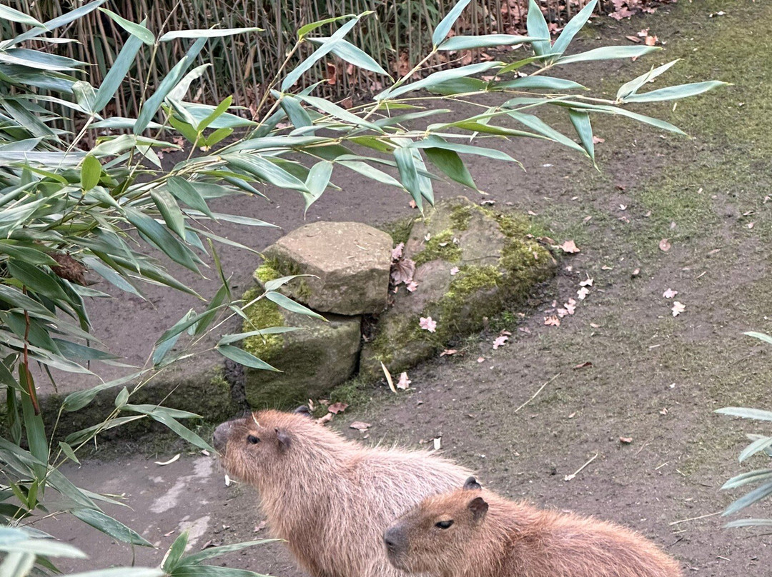 Zoo Leipzig-莱比锡必去景点