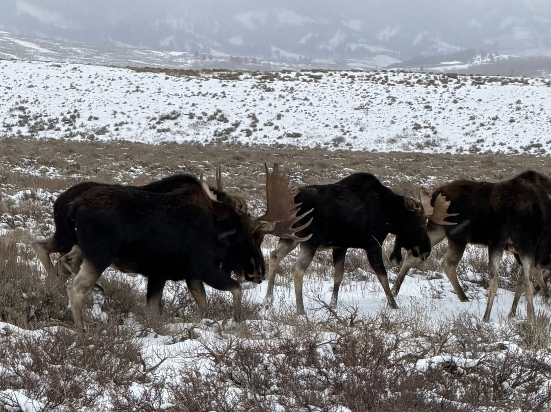Buffalo Roam Tours - Day Tours-杰克逊必去景点