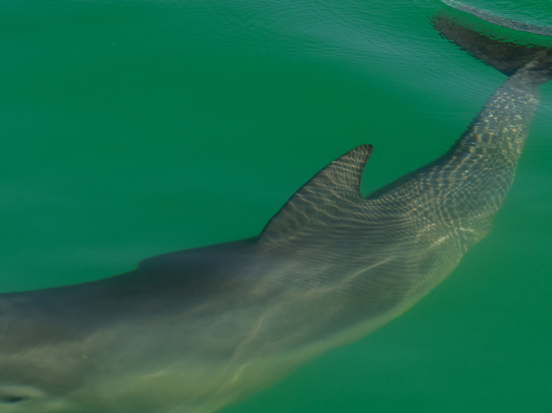 Wild About Dolphins-基韦斯特必去景点