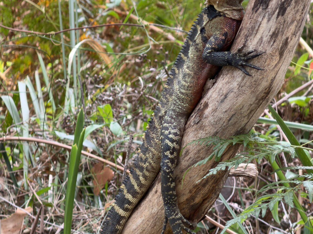 兰湾国家公园-Macquarie Park必去景点