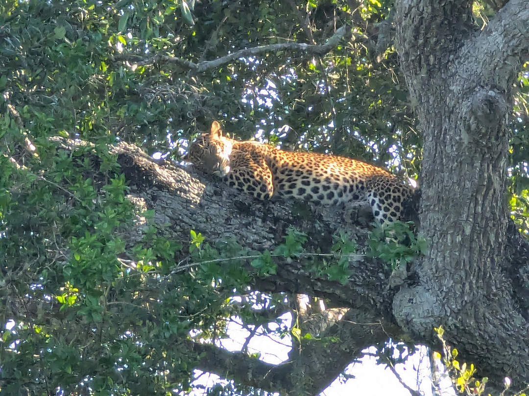 Spotting Trails-雅拉国家公园必去景点