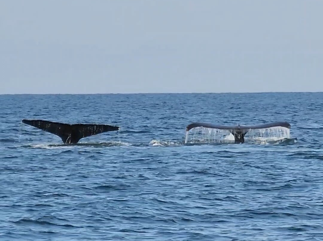 Chuck's Tours, La Cruz and Bucerias-La Cruz de Huanacaxtle必去景点