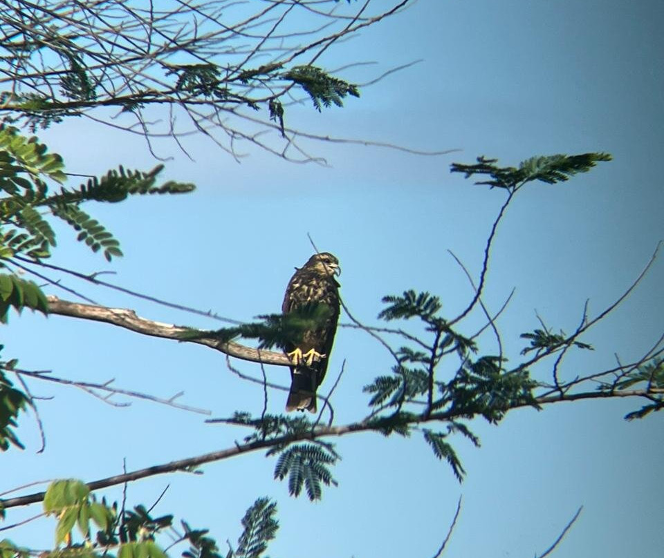 Colectivo Cardenales Premier Yucatán Birding Tours-梅里达必去景点