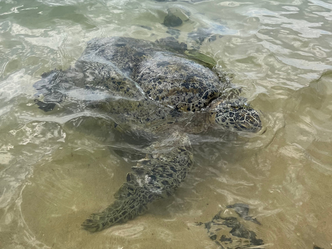 SL Seeland Travels-尼甘布必去景点