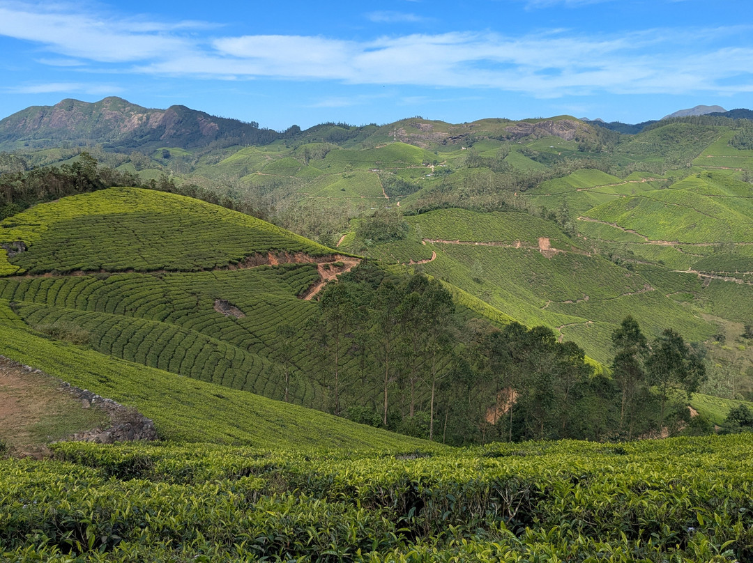 Munnar tea Green trekking adventure-慕那尔必去景点
