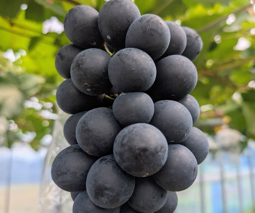 Awara Onsen Fruits Park Okayu-芦原市必去景点