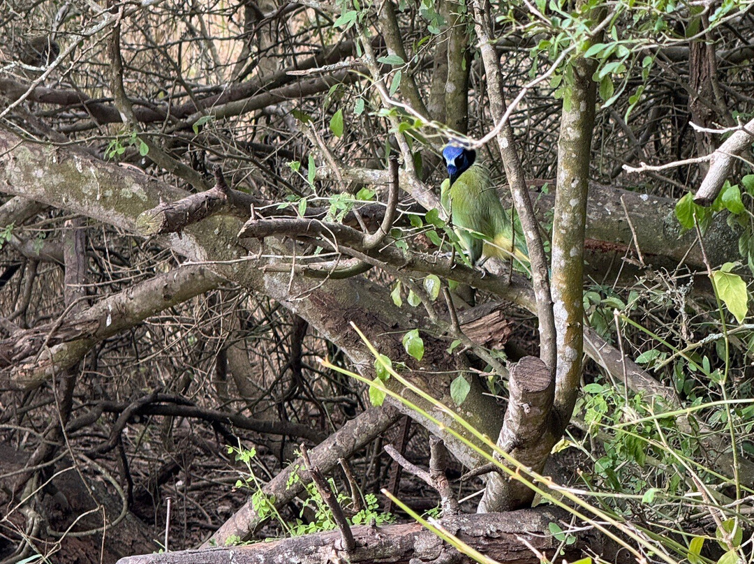 Laguna Atascosa National Wildlife Refuge-德克萨斯州墨西哥湾沿岸必去景点