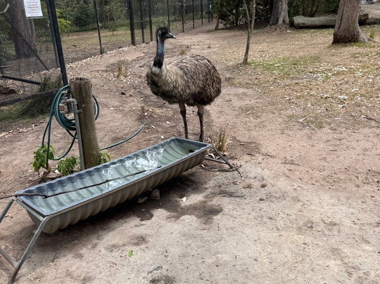 Potoroo Palace-梅林布拉必去景点