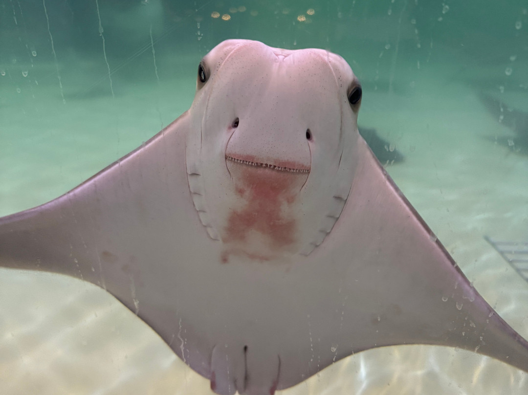 Acuario Michin Guadalajara-瓜达拉哈拉必去景点