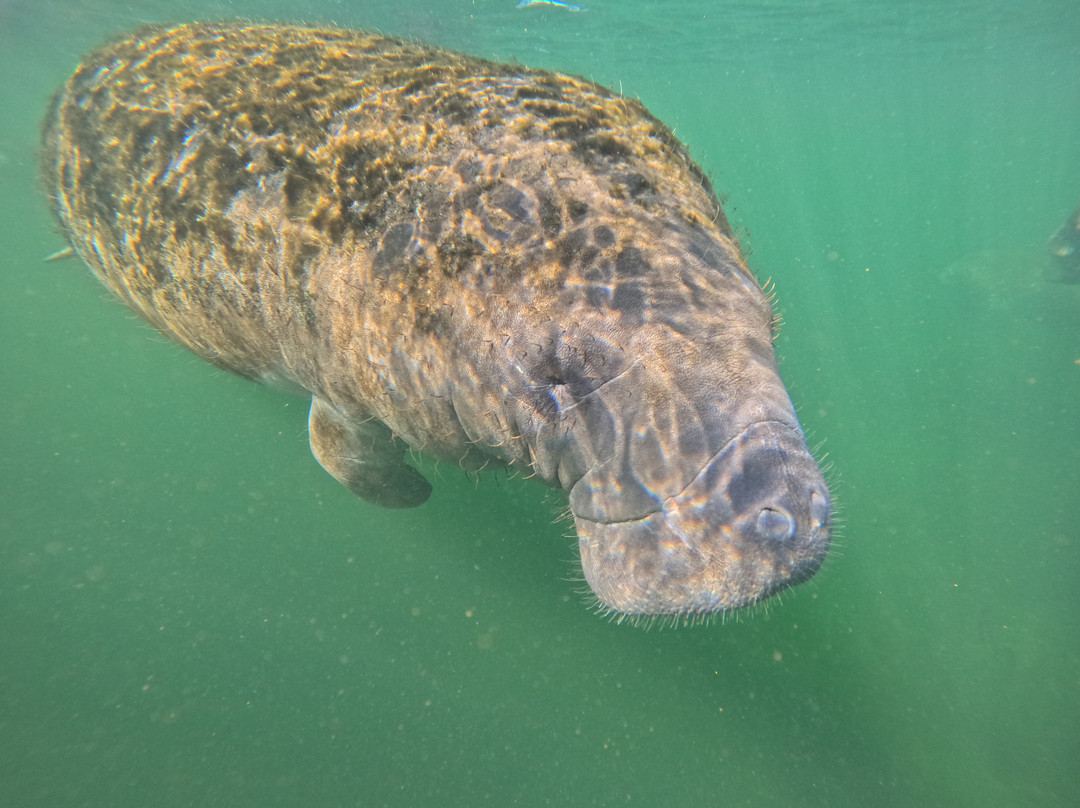Crystal River Manatee Adventures-克里斯特尔里弗必去景点