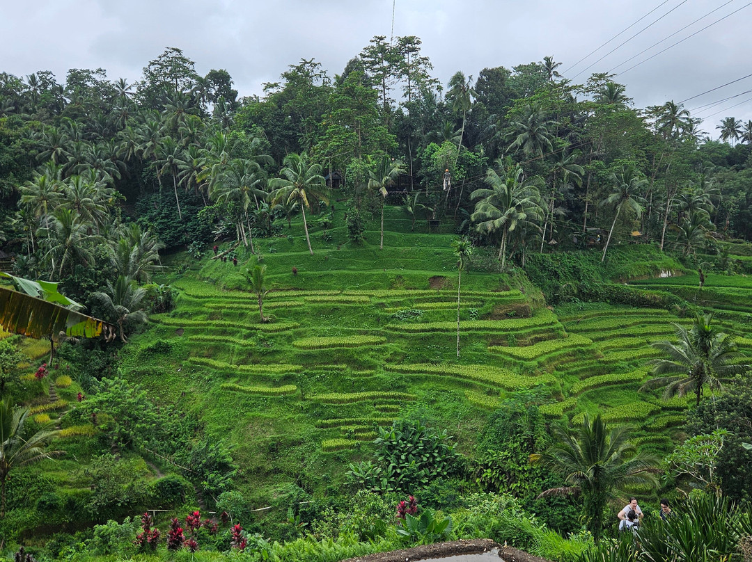 Bali Sun Tours-乌布必去景点