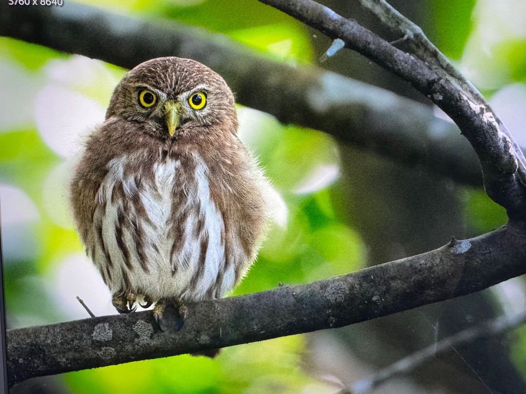Birding Pipeline Panama-甘博阿必去景点