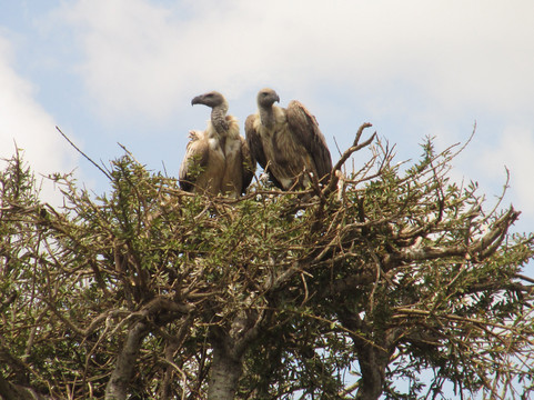 Gilmag Safaris-阿鲁沙必去景点