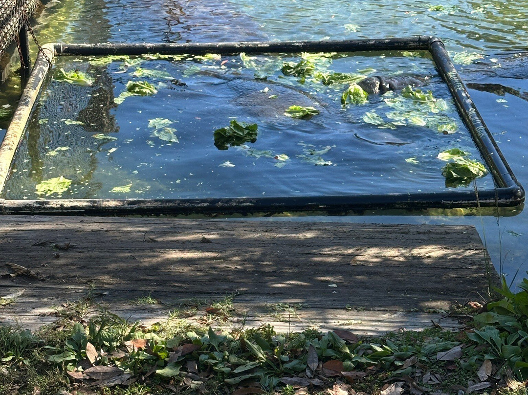 Homosassa springs wildlife park-Homosassa Springs必去景点