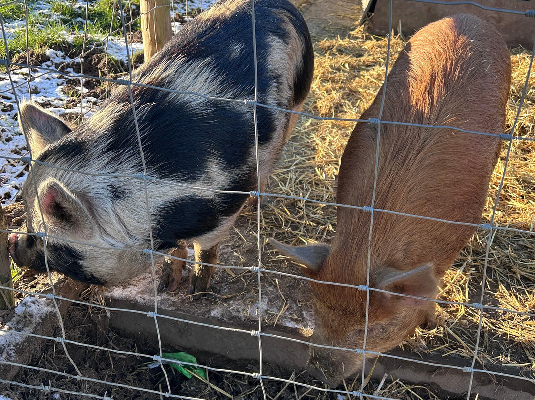 Godstone Farm & Play Barn-Godstone必去景点