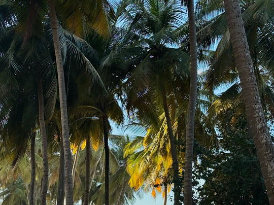 Ocean Park-圣胡安必去景点