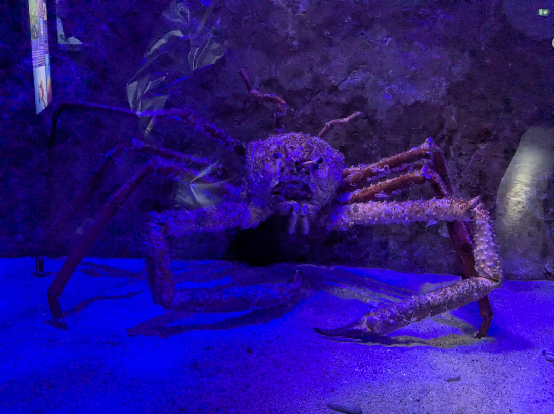 Aqua Show-Audierne必去景点