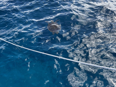 Silent World Dive Center-拉哥岛必去景点