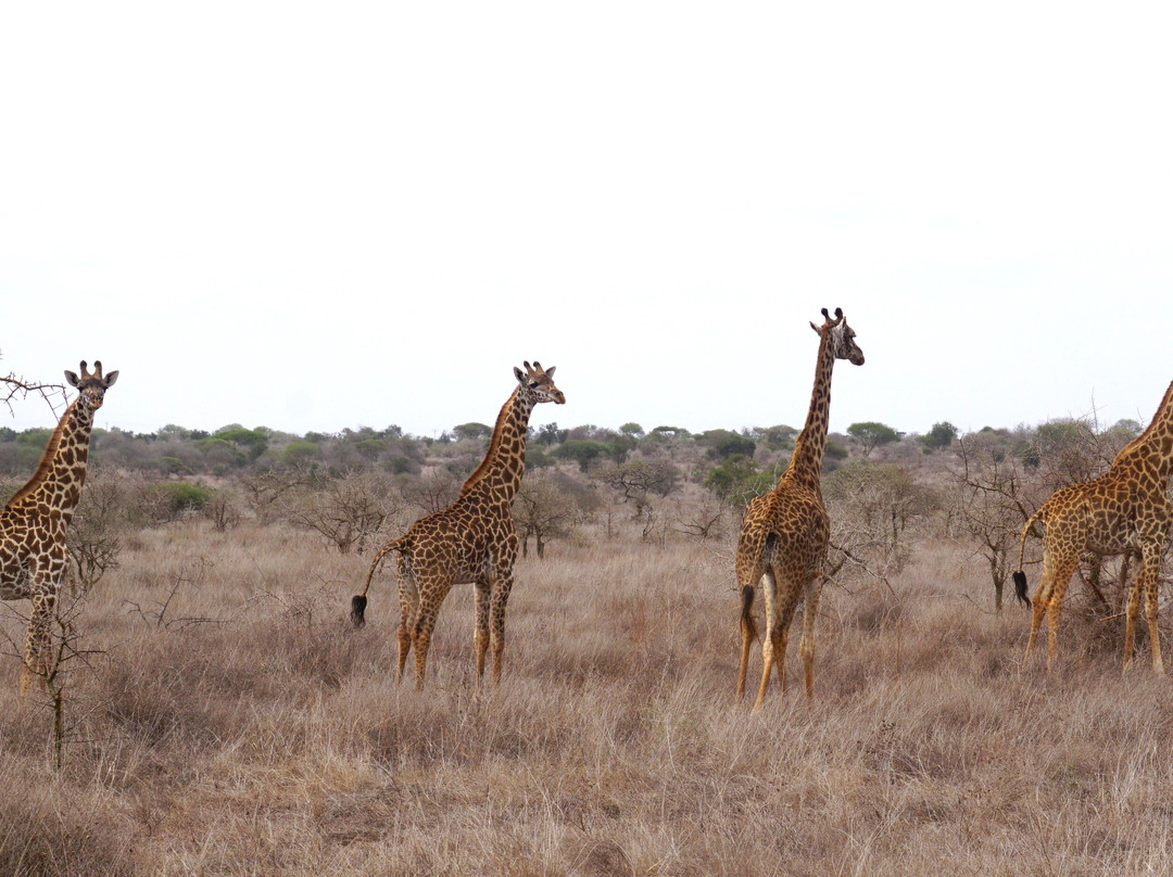 KingTomondo Safaris Kenya-蒙巴萨必去景点
