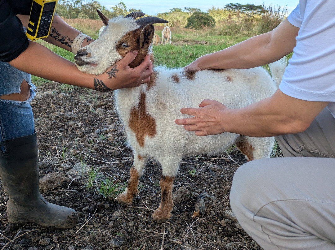 Ohana Ranch-山景城必去景点