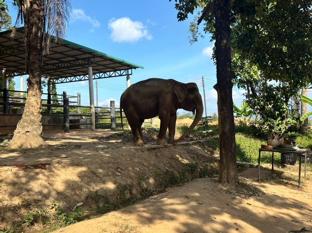 Phuket Elephant Nature Reserve-他朗必去景点