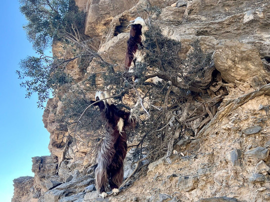 W6 - Balcony Walk Hike-Ad-Dakhiliyah Governorate必去景点