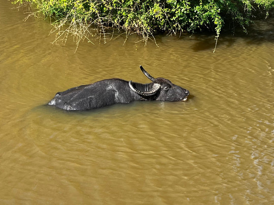 Ruwan Yala Jeep Safari-Debarawewa必去景点