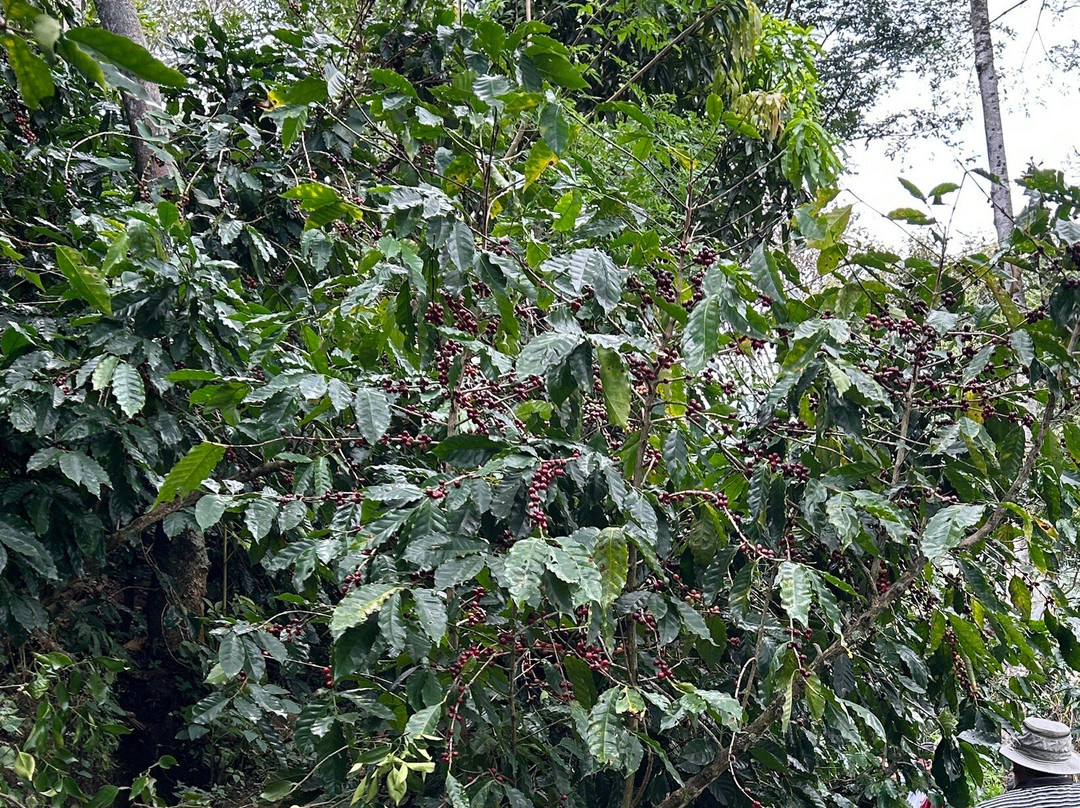 El Toledo Coffee Tour-Atenas必去景点